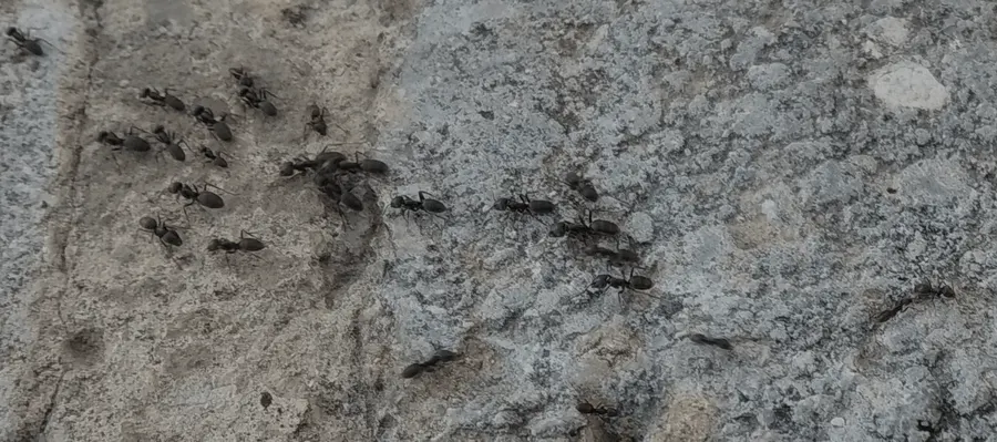 File de fourmis sur la pierre