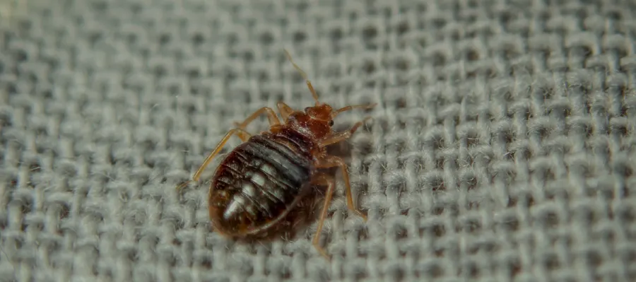 Punaise de lit en gros plan sur un tissu