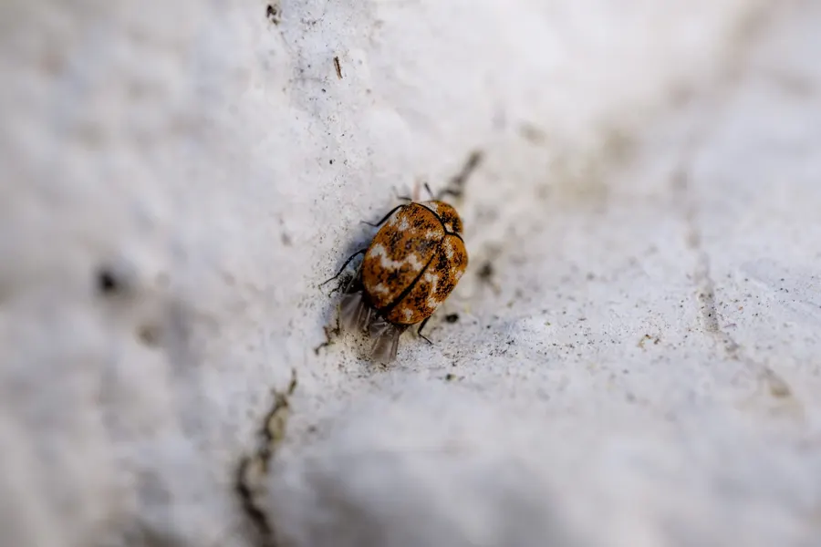 Gros plan d'une puce sur une surface de bois