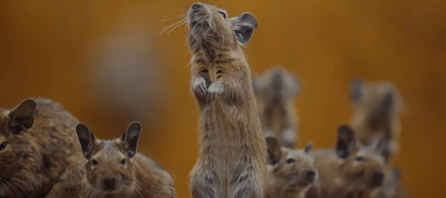 Souris dressée sur ses pattes arrière