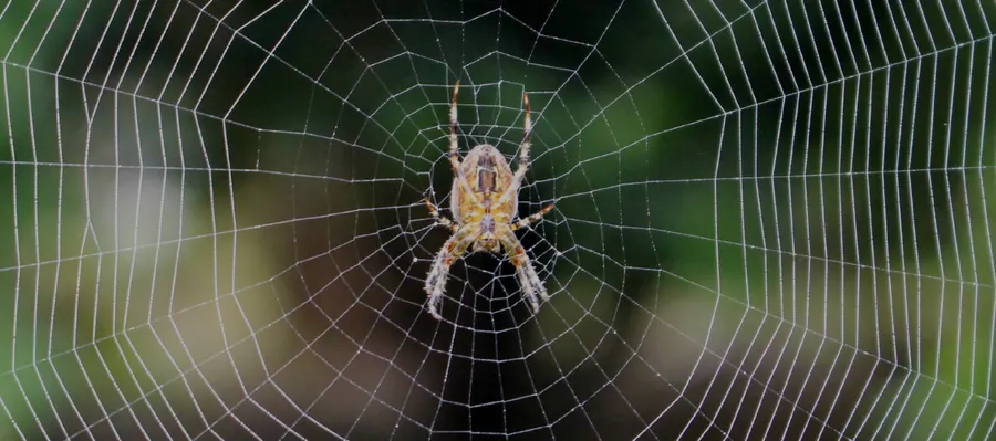 Araignée au centre de sa toile