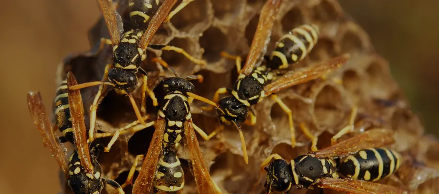 Guêpes sur leur nid